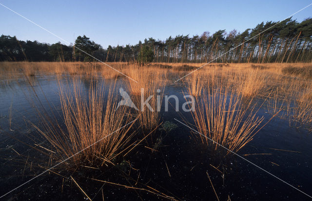 Pijpestrootje (Molinia caerulea)