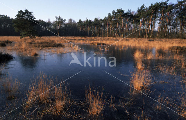 Pijpestrootje (Molinia caerulea)