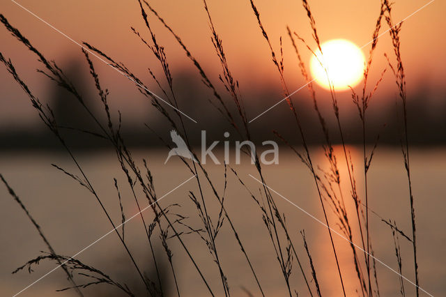 Purple Moor-grass (Molinia caerulea)