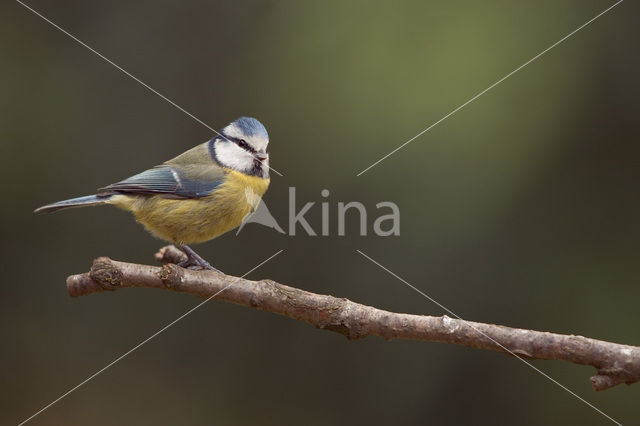 Pimpelmees (Parus caeruleus)