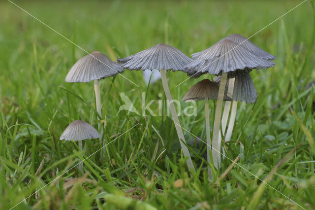 Plooirokje (Coprinus plicatilis)