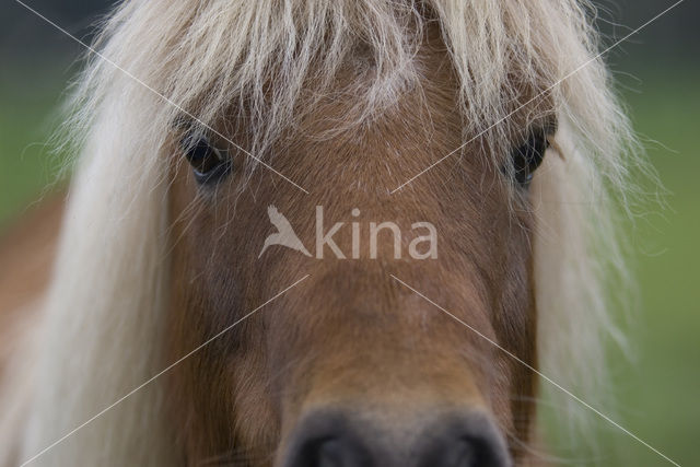 Pony (Equus spp)