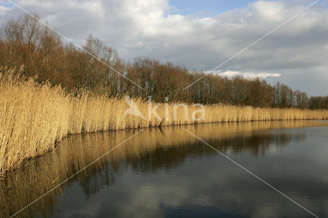 Riet (Phragmites australis)