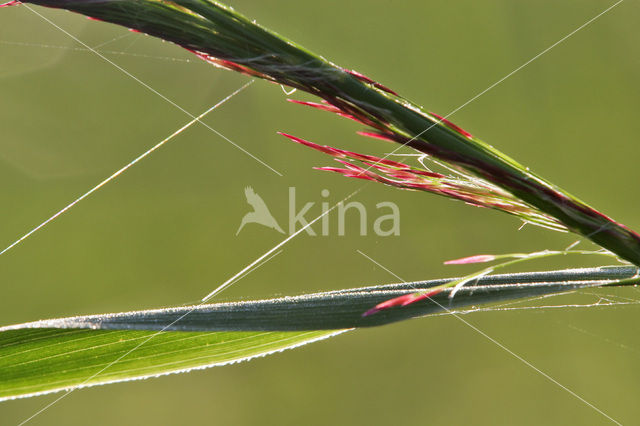 Riet (Phragmites australis)