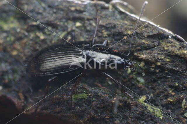 Riviersnelloper (Agonum micans)