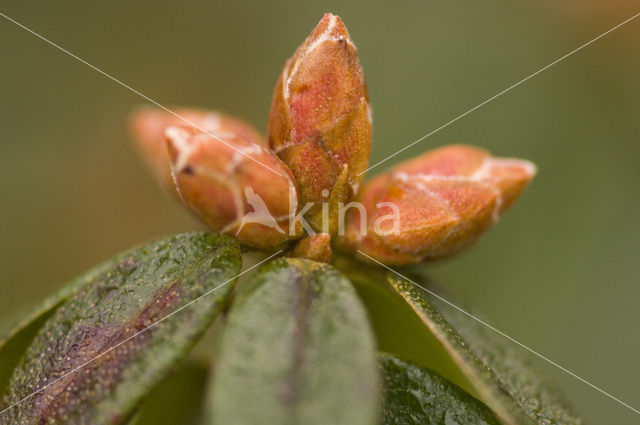 Rododendron (Rhododendron spec.)