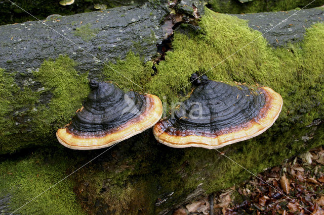 Roodgerande houtzwam (Fomitopsis pinicola)