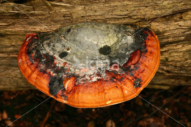 Roodgerande houtzwam (Fomitopsis pinicola)