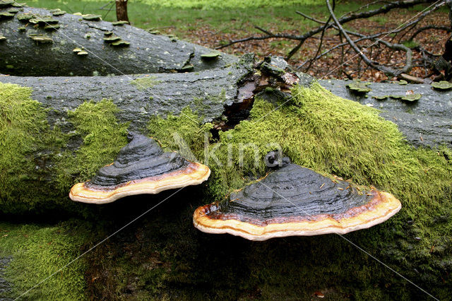 Roodgerande houtzwam (Fomitopsis pinicola)