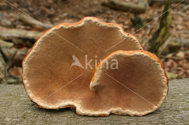 Roodgerande houtzwam (Fomitopsis pinicola)