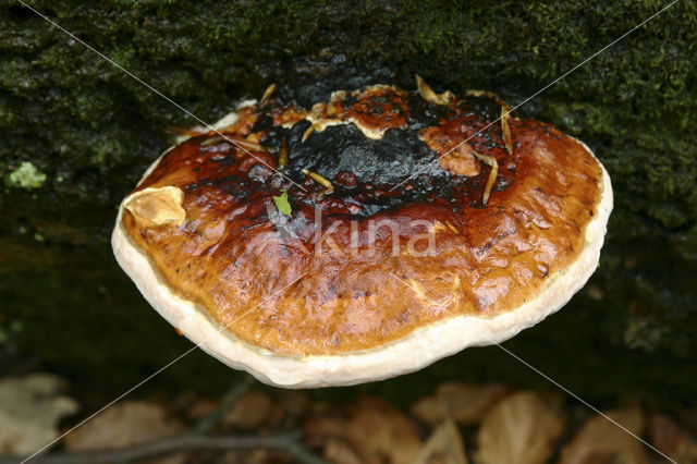 Red Banded Polypore (Fomitopsis pinicola)