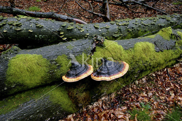 Red Banded Polypore (Fomitopsis pinicola)