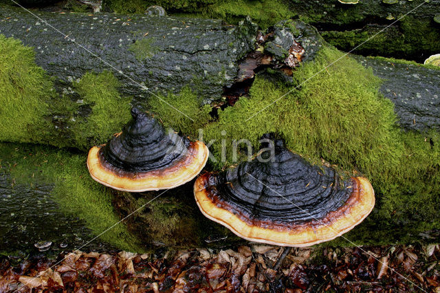 Roodgerande houtzwam (Fomitopsis pinicola)