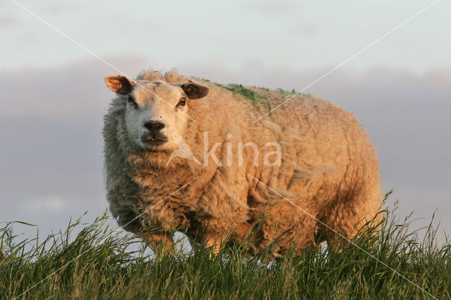 Schaap (Ovis domesticus)