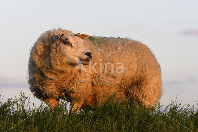 Schaap (Ovis domesticus)