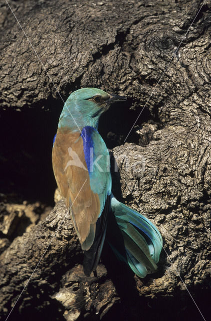 Scharrelaar (Coracias garrulus)