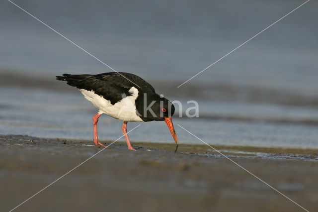 Scholekster (Haematopus ostralegus)