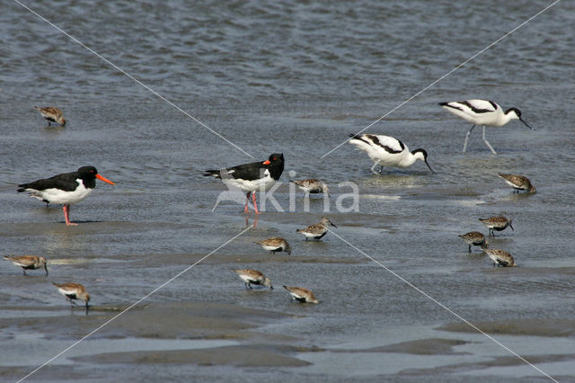 Scholekster (Haematopus ostralegus)