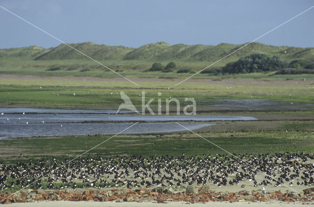 Scholekster (Haematopus ostralegus)