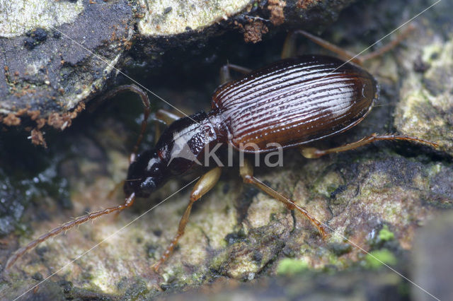 Smalhalssnelloper (Oxypselaphus obscurus)