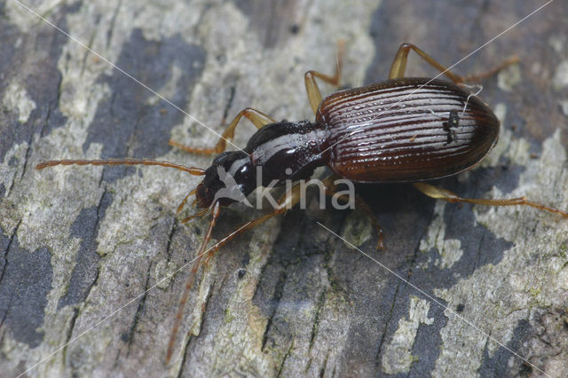 Smalhalssnelloper (Oxypselaphus obscurus)