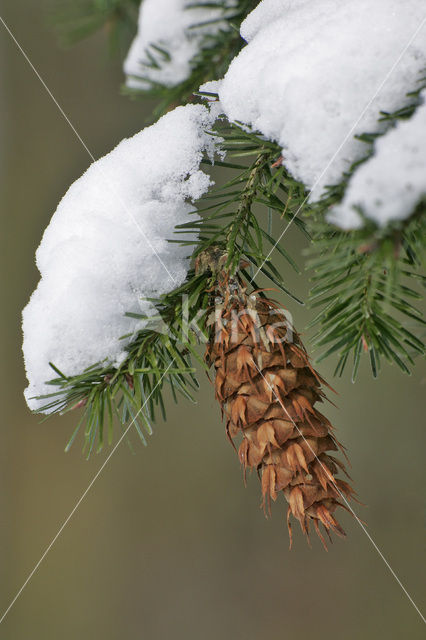 Spar (Picea)