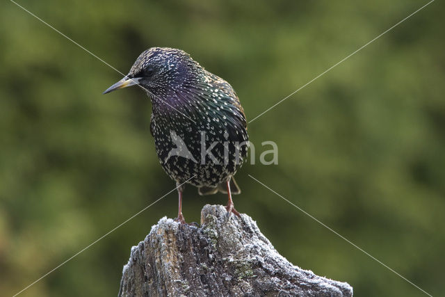 Spreeuw (Sturnus vulgaris)