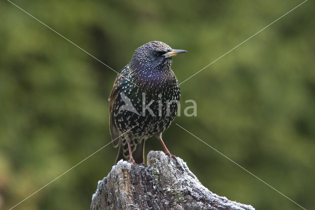 Spreeuw (Sturnus vulgaris)