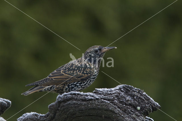 Spreeuw (Sturnus vulgaris)