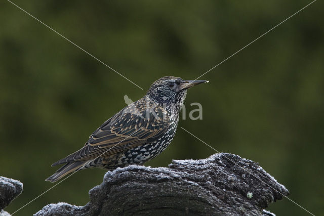 Spreeuw (Sturnus vulgaris)