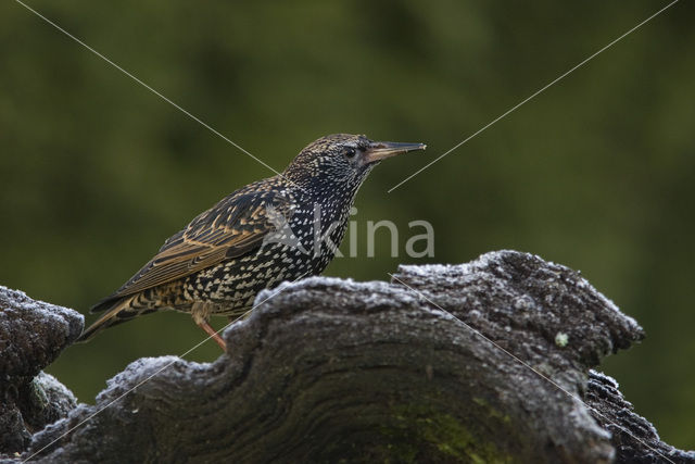 Spreeuw (Sturnus vulgaris)