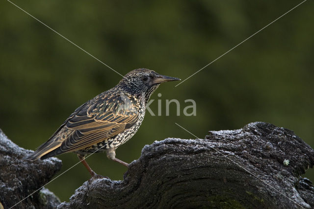 Spreeuw (Sturnus vulgaris)