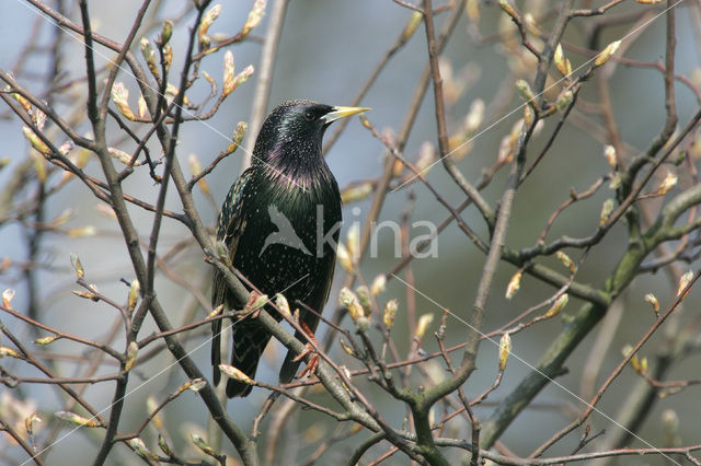 Spreeuw (Sturnus vulgaris)