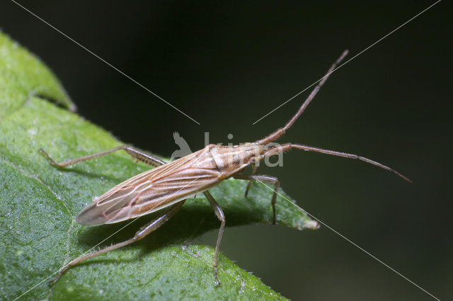 Stenodema calcarata