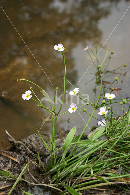 Stijve moerasweegbree (Echinodorus ranunculoides)