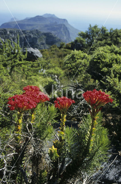 Table mountain national park