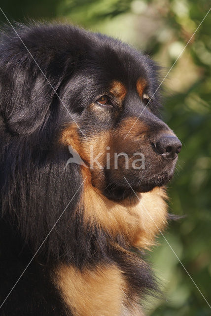 Tibetaanse mastiff (Canis domesticus)