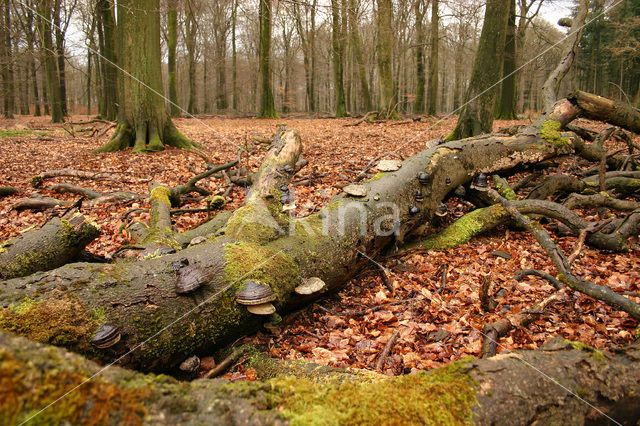 Tonderzwam (Ganoderma spec.)