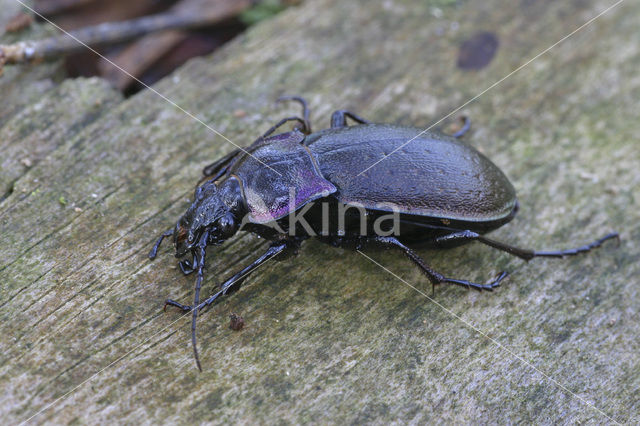 Tuinschalebijter (Carabus nemoralis)