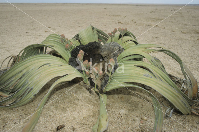 Tweeblaarkanniedood (Welwitschia mirabilis)