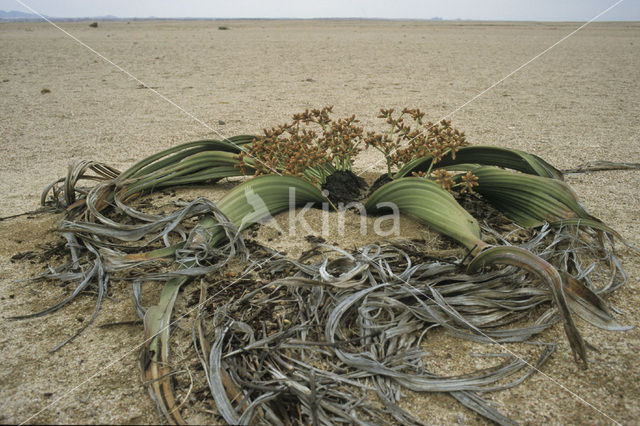 Tweeblaarkanniedood (Welwitschia mirabilis)