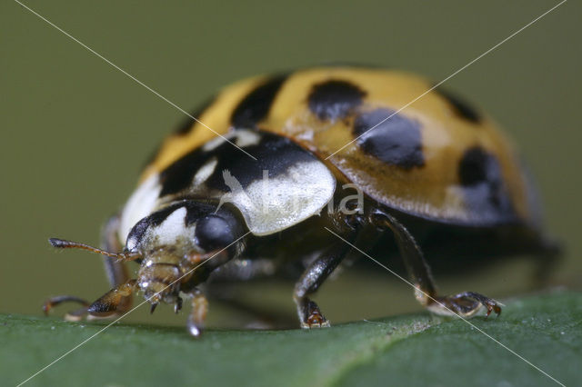 Veelkleurig aziatisch lieveheersbeestje (Harmonia axyridis)