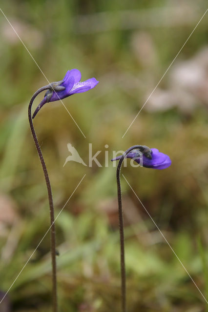 Vetblad (Pinguicula vulgaris)