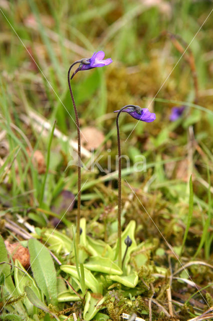 Vetblad (Pinguicula vulgaris)