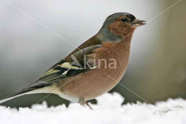 Vink (Fringilla coelebs)