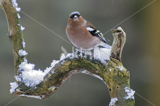 Vink (Fringilla coelebs)