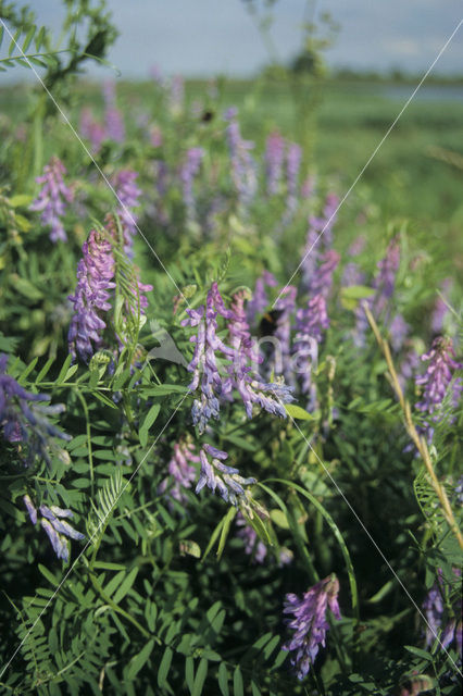 Vogelwikke (Vicia cracca)