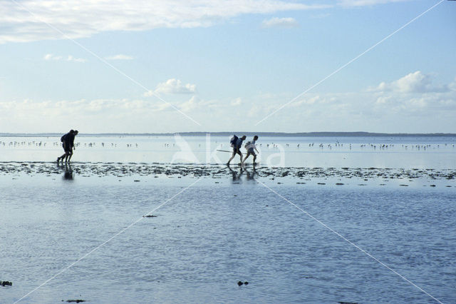 Waddenzee