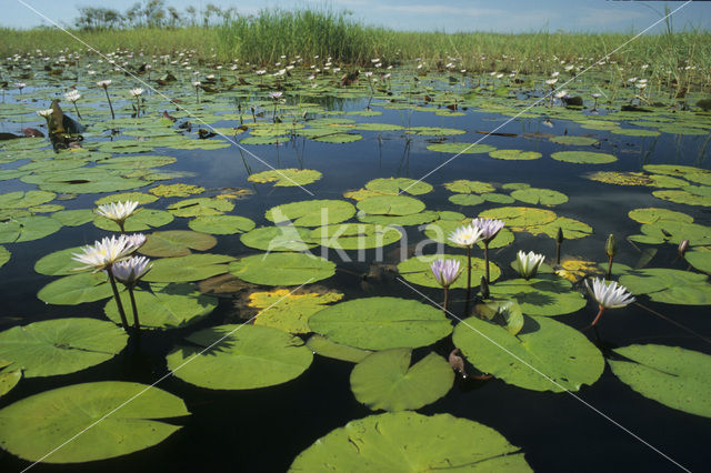 Waterlelie (Nymphaea spec.)