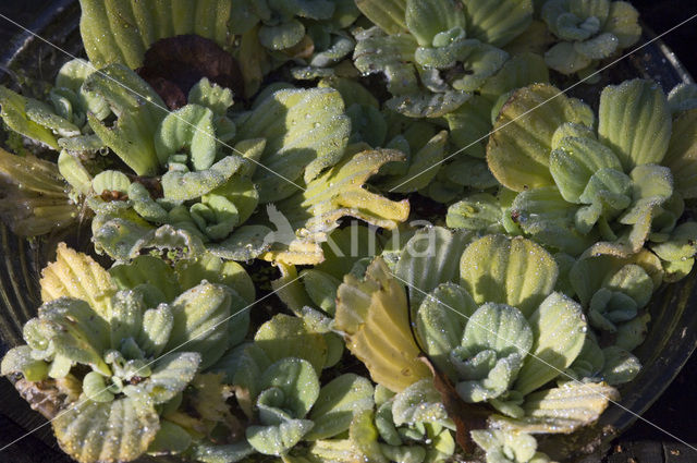 Watersla (Pistia stratiotes)